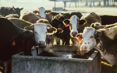 Melasa buraczana jako źródło energii w pokarmie dla krów mlecznych