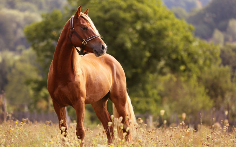 Wyższa przyswajalność, lepsza wydajność: Jak pasze ekstrudowane wpływają na trawienie koni