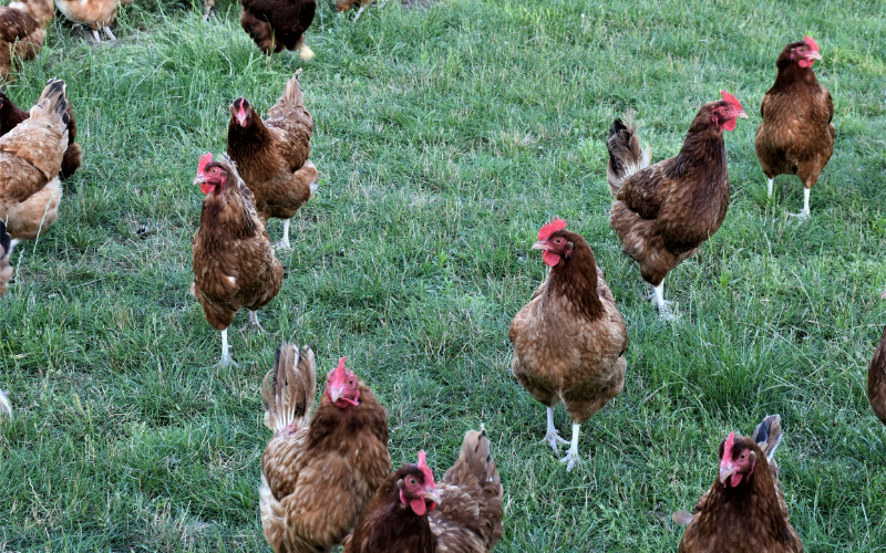 Optymalna Pasza dla Kur Niosek – Klucz do Zdrowych Jaj i Zadowolonych Ptaków
